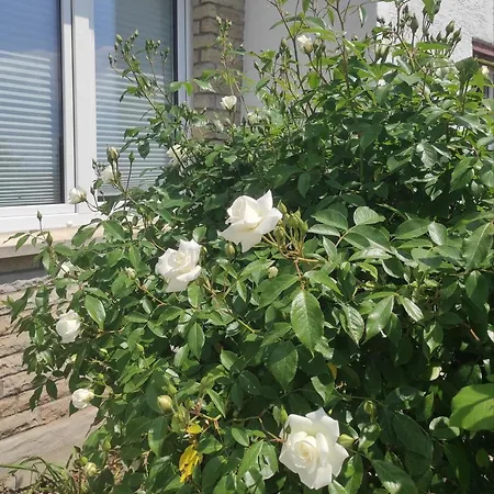 Pirna-panorama * Pirna