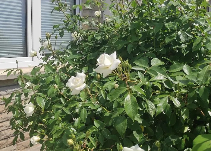 Pirna-panorama * بيرنا